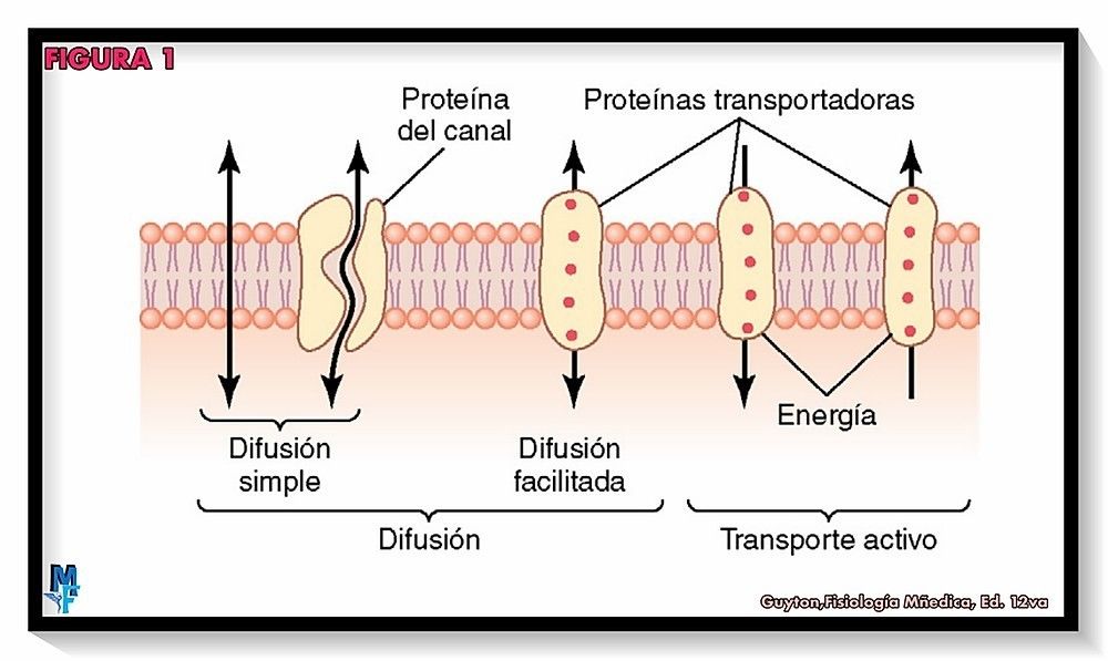 Proteínas de transporte