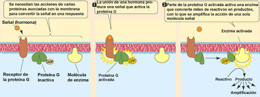 Proteínas receptoras
