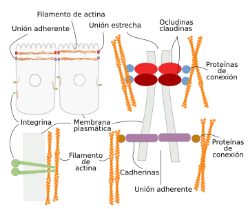 Proteínas de conexión