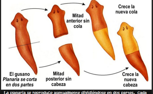 Regeneración