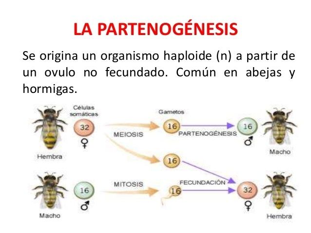 Partenogénesis