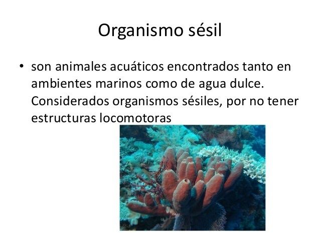 La reproducción en los animales