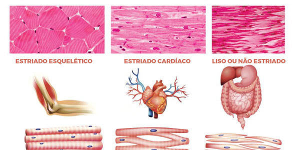 Sistema Muscular