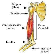 Sistema Muscular