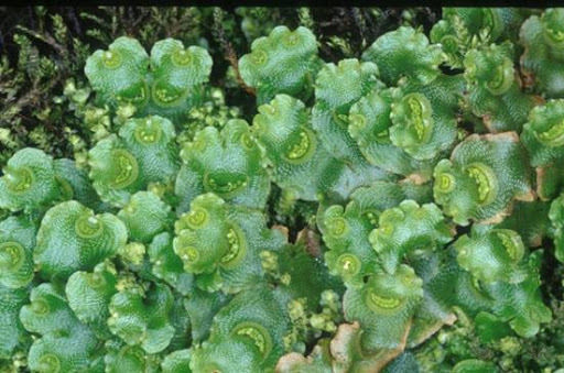 Evolución de las plantas
