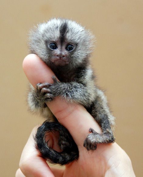 tiny (small)