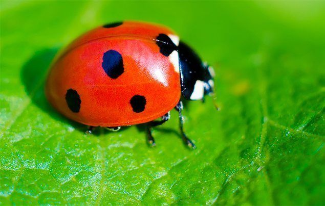 spotted (with spots)