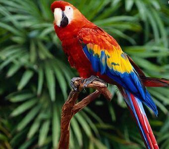 colorful (having varied colors)