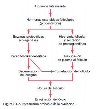 FISIOLOGÍA FEMENINA ANTES DEL EMBARAZO Y HORMONAS FEMENINAS