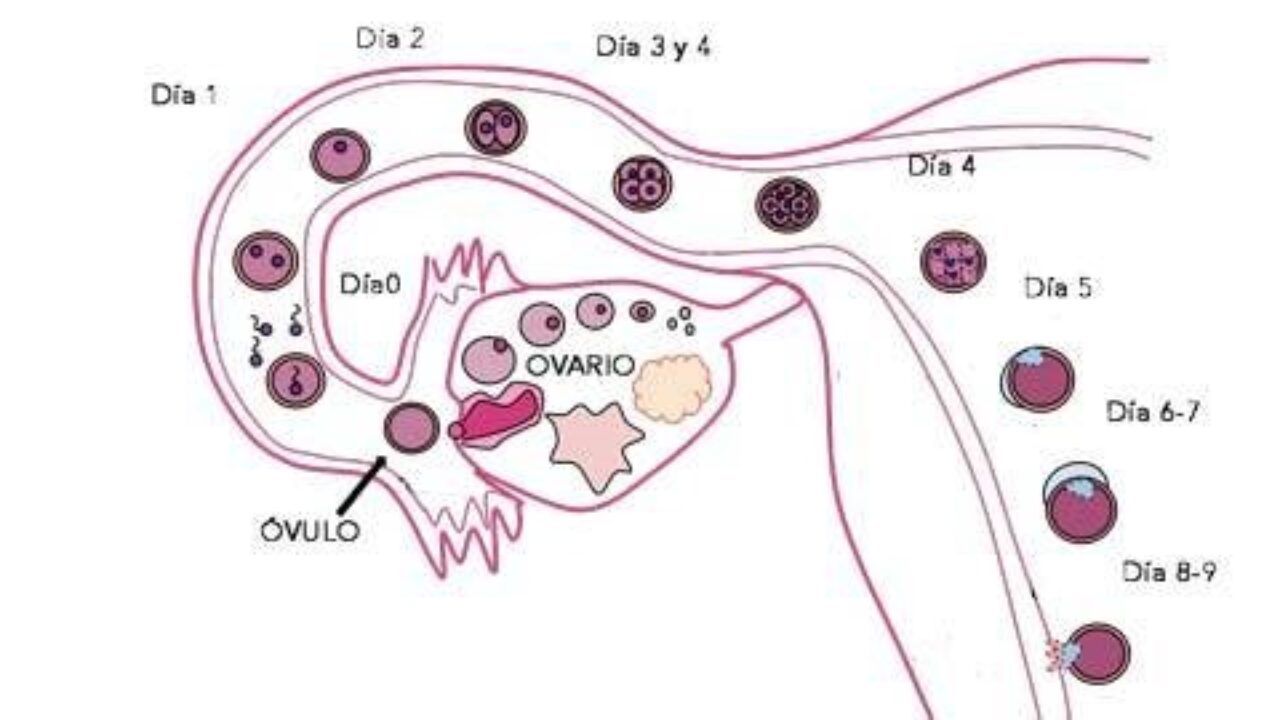 FISIOLOGÍA FEMENINA ANTES DEL EMBARAZO Y HORMONAS FEMENINAS