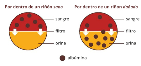 EXCRECIÓN RENAL DE FÁRMACOS/FARMACOCINÉTICA