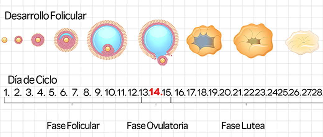 FISIOLOGÍA FEMENINA ANTES DEL EMBARAZO Y HORMONAS FEMENINAS