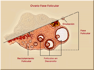 FISIOLOGÍA FEMENINA ANTES DEL EMBARAZO Y HORMONAS FEMENINAS