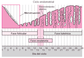 FISIOLOGÍA FEMENINA ANTES DEL EMBARAZO Y HORMONAS FEMENINAS