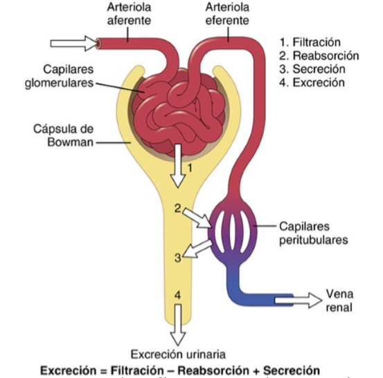 EXCRECIÓN RENAL DE FÁRMACOS/FARMACOCINÉTICA