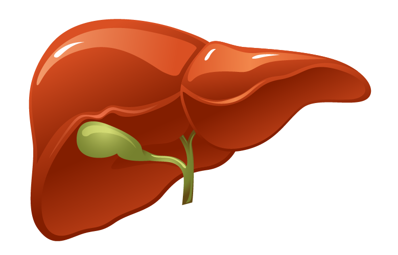 EXCRECIÓN RENAL DE FÁRMACOS/FARMACOCINÉTICA