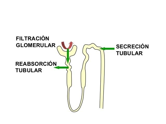 EXCRECIÓN RENAL DE FÁRMACOS/FARMACOCINÉTICA