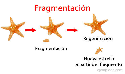 FUNCIONES VITALES DE LOS SERES VIVOS