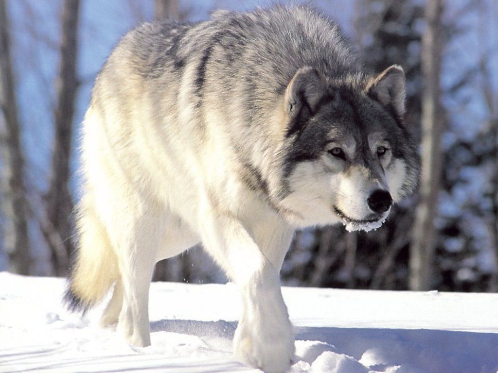 El hombre pudo estudiar sus hábitos, ahuyentar a los lobos y leones que podían devorarlos.