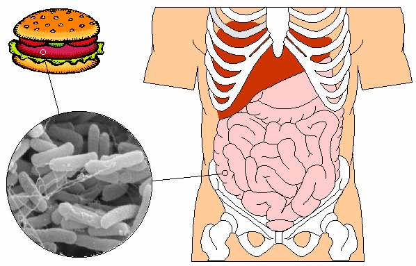 E.coli Enteropatógena 0157:H16 Julie Paola Henao Hurtado UNAD