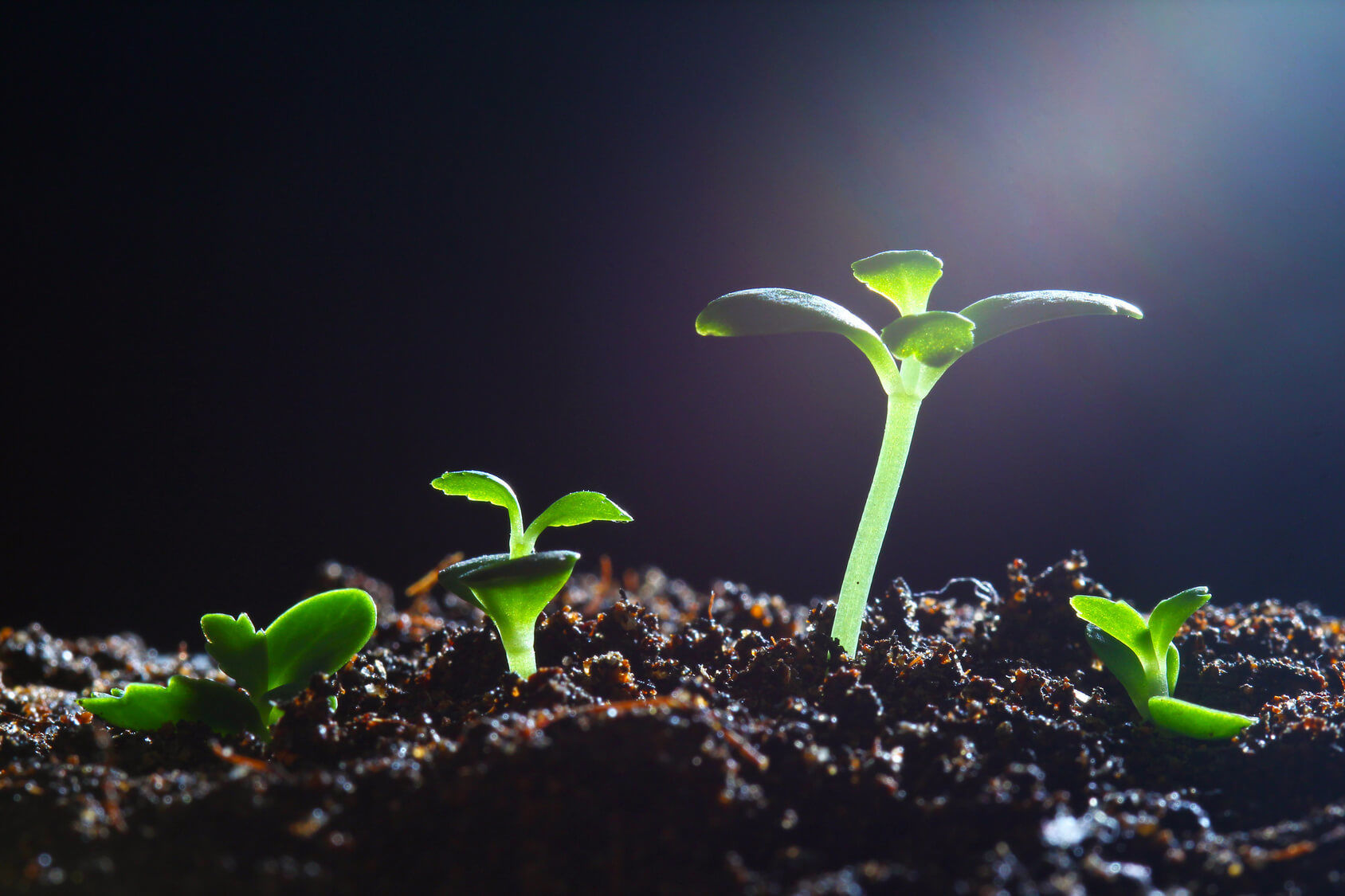 Desarrollo y Crecimiento Vegetal