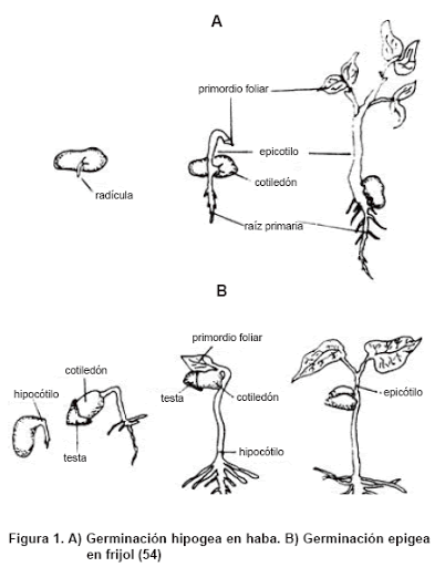 Desarrollo y Crecimiento Vegetal