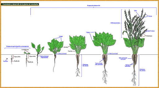 Desarrollo y Crecimiento Vegetal