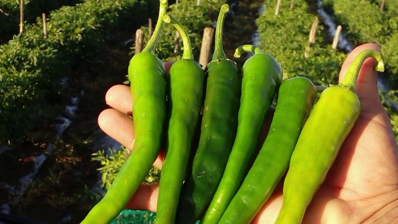La diversidad de chiles en México
