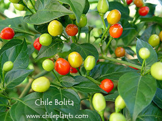 La diversidad de chiles en México