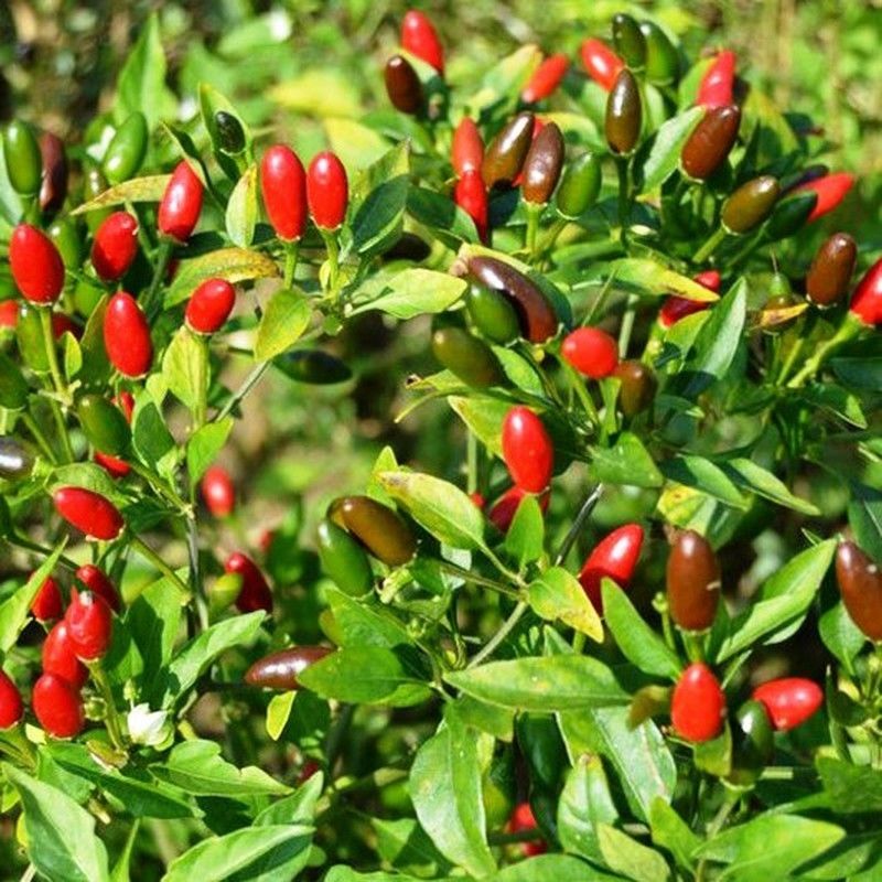 La diversidad de chiles en México