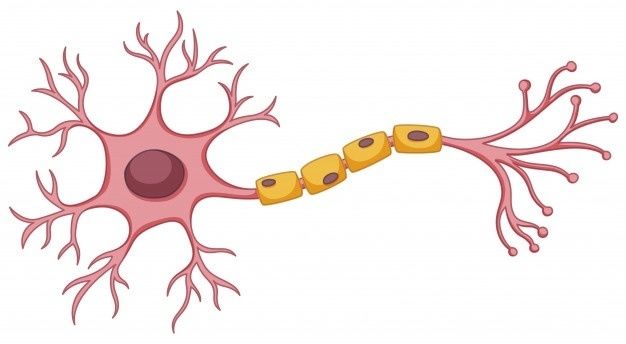 EL CEREBRO DEL QUE APRENDE
