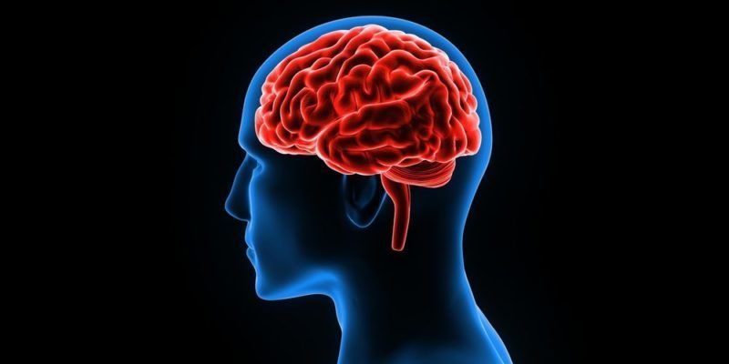 EL CEREBRO DEL QUE APRENDE