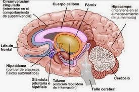 Sistema Nerviosos y Sistema Reproductivo ( ro Ramirez José)