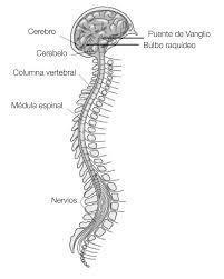 Sistema Nerviosos y Sistema Reproductivo ( ro Ramirez José)