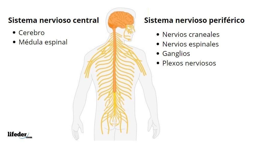 Sistema nervioso y reproductivo; por Elena Mendoza Linares