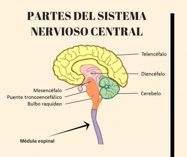 Sistema nervioso y reproductivo; por Elena Mendoza Linares
