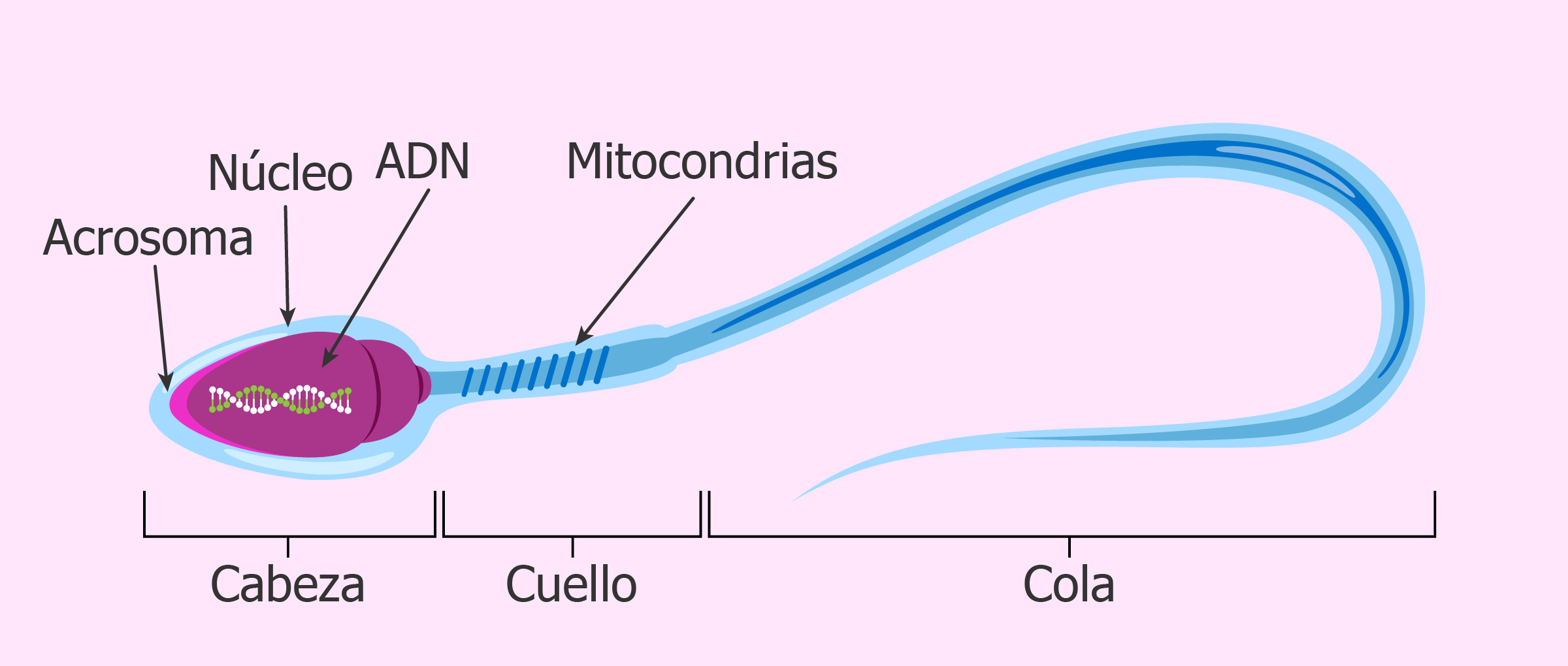 Sistema nervioso y reproductivo; por Elena Mendoza Linares