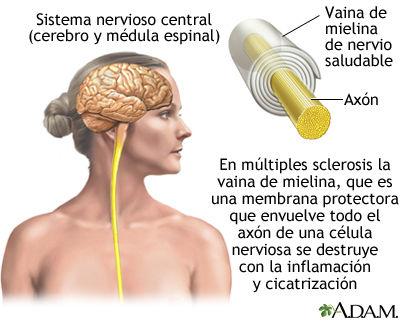 Sistema Nerviosos y Sistema Reproductivo ( ro Ramirez José)