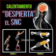 Sistema Nerviosos y Sistema Reproductivo ( ro Ramirez José)