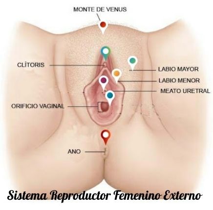Sistema Nerviosos y Sistema Reproductivo ( ro Ramirez José)