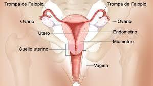 Sistema Nerviosos y Sistema Reproductivo ( ro Ramirez José)