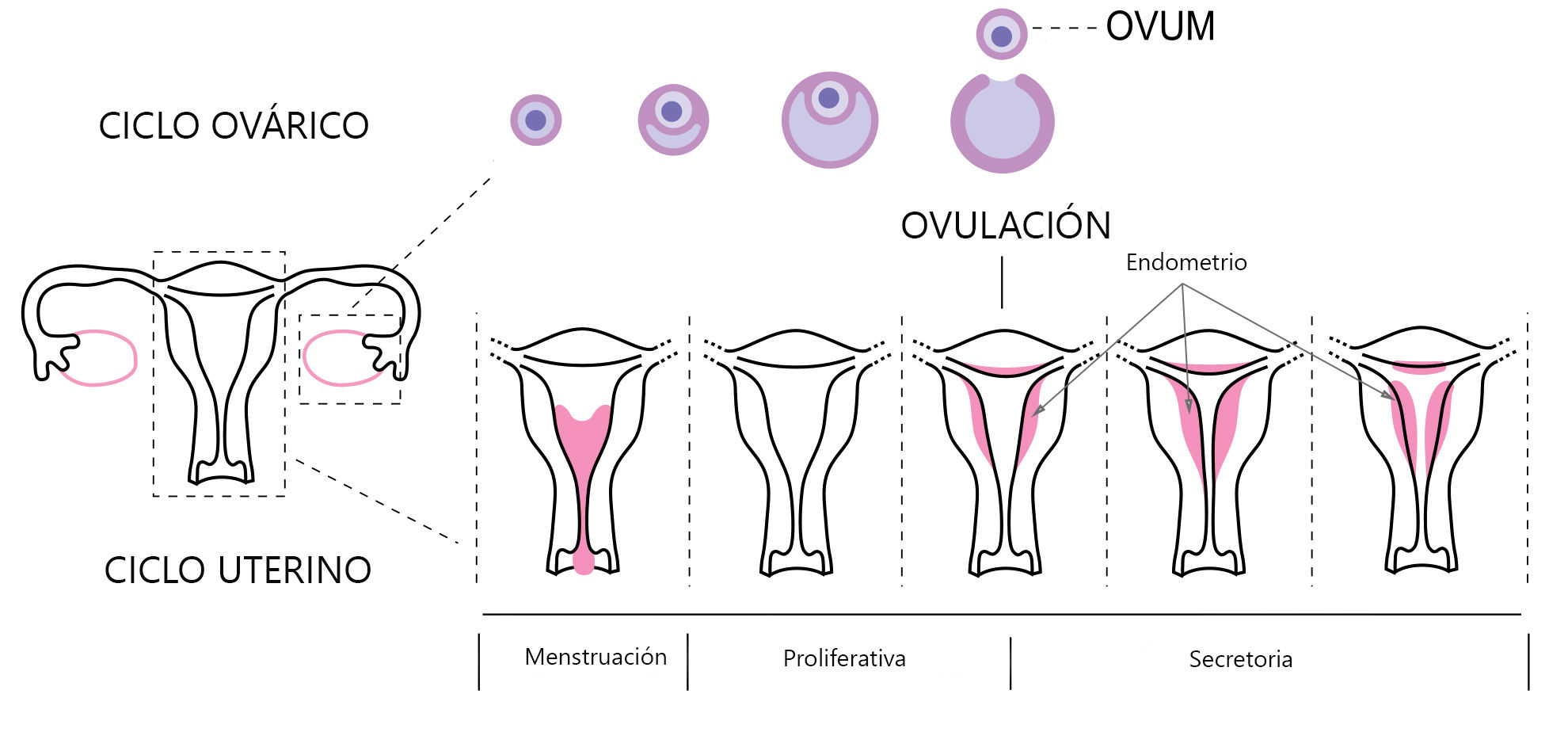 Sistema Nerviosos y Sistema Reproductivo ( ro Ramirez José)