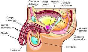 Sistema Nerviosos y Sistema Reproductivo ( ro Ramirez José)