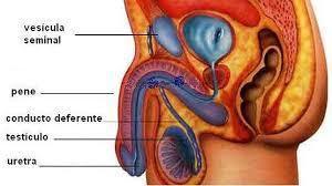 Sistema Nerviosos y Sistema Reproductivo ( ro Ramirez José)