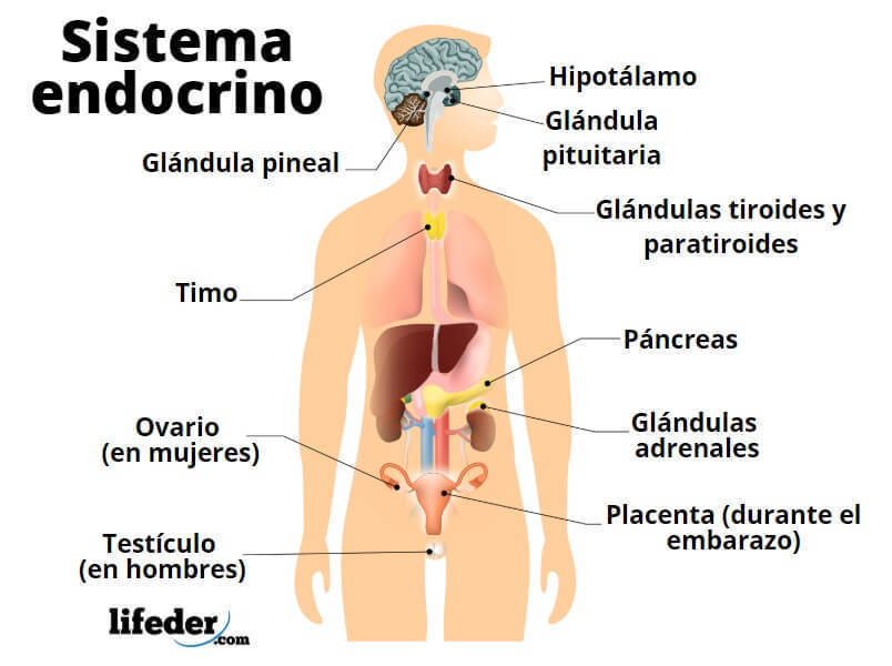 Sistema Nerviosos y Sistema Reproductivo ( ro Ramirez José)