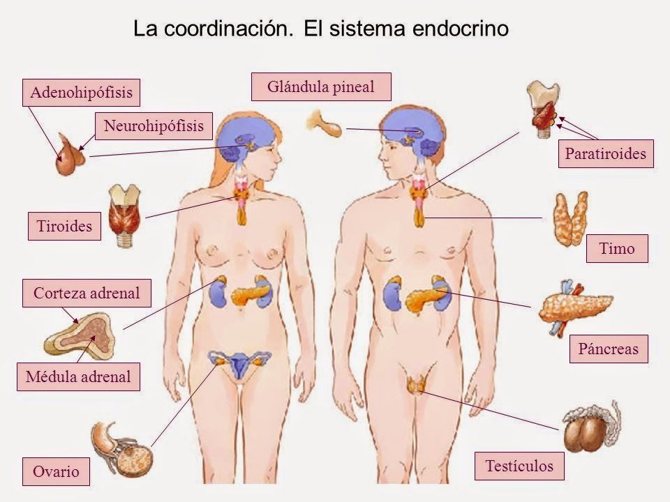 Sistema Nerviosos y Sistema Reproductivo ( ro Ramirez José)