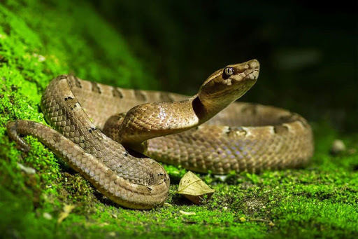 Serpentes serpietnes