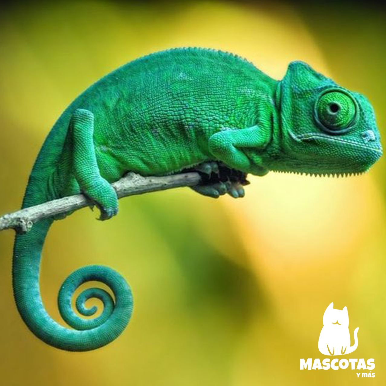 Chamaeleonidae camaleones