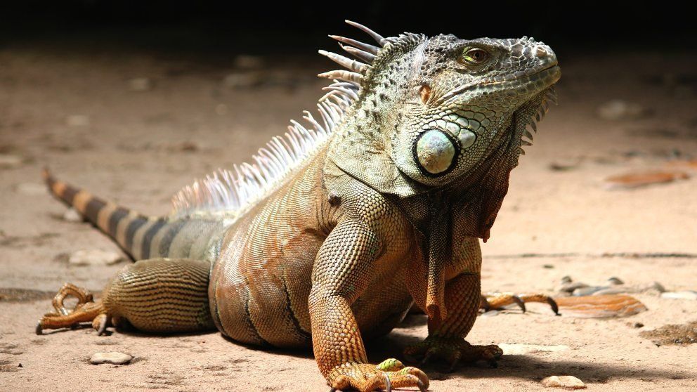 Iguanidae iguana