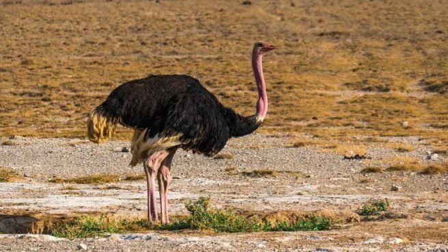 Struthio camelus avestruces